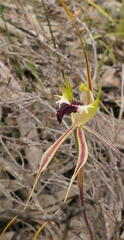 Caladenia villosissima