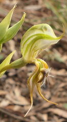 Pterostylis setifera
