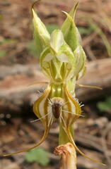 Pterostylis setifera