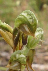 Pterostylis squamata