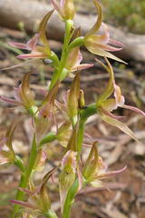 Prasophyllum maccannii