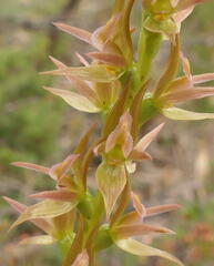 Prasophyllum maccannii