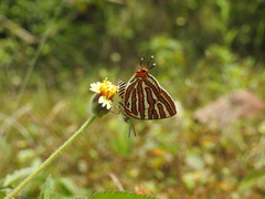 Cigaritis vulcanus