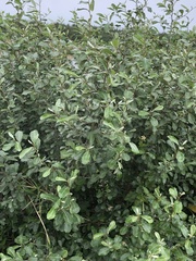 Elaeagnus oldhamii