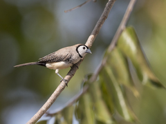 Stizoptera bichenovii