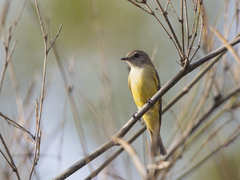 Microeca flavigaster
