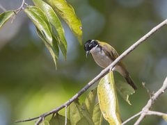 Melithreptus albogularis