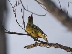 Oriolus flavocinctus