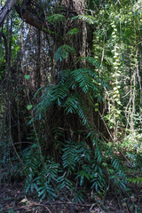 Stenochlaena palustris