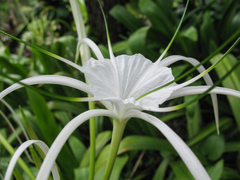 Hymenocallis littoralis