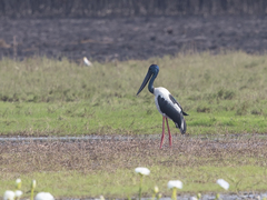 Ephippiorhynchus asiaticus