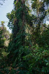 Stenochlaena palustris