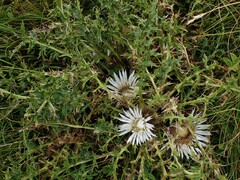 Carlina acaulis