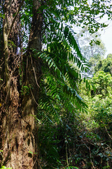 Stenochlaena palustris