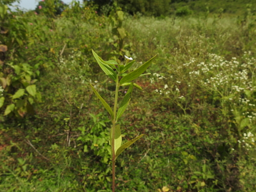 Image of Tiny Periwinkle (Catharanthus pusillus) by (c) Hopeland, some rights reserved (CC BY)