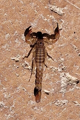 Superstitionia donensis