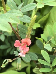 Indigofera hendecaphylla