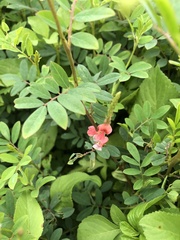 Indigofera hendecaphylla