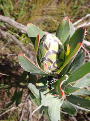 Protea eximia