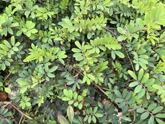 Indigofera hendecaphylla