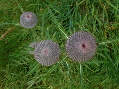Cirsium eriophorum