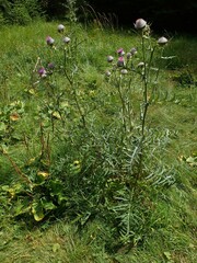 Cirsium eriophorum