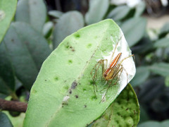 Oxyopes fujianicus
