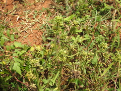 Leucas