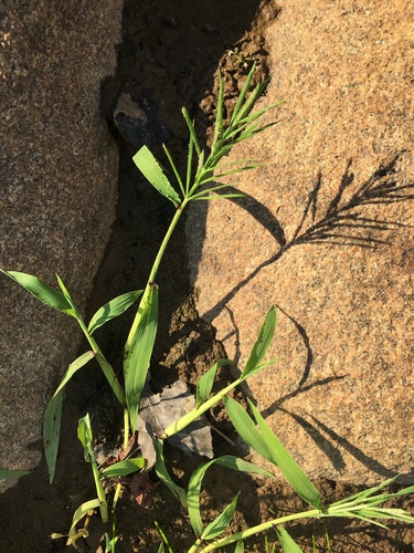horsetail paspalum (Paspalum fluitans)
