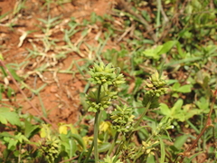 Leucas