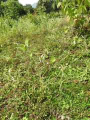 Leucas