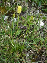 Tofieldia calyculata
