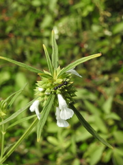Leucas