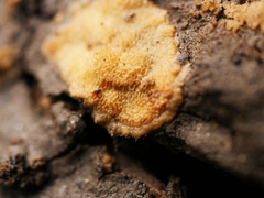 Sphaerosporium lignatile