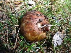 Russula integra
