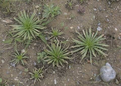 Plantago coronopus