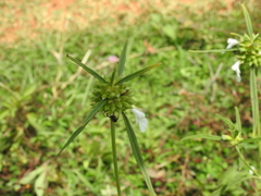 Leucas
