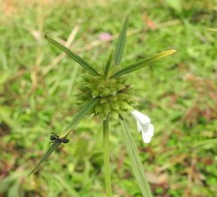 Leucas