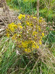 Jacobaea vulgaris