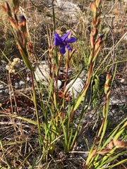 Aristea oligocephala