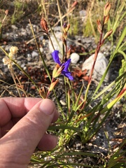 Aristea oligocephala