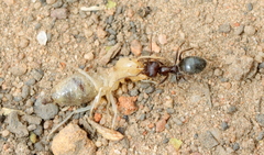 Hodotermitidae