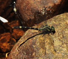 Melligomphus acinaces