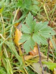 Ranunculus repens