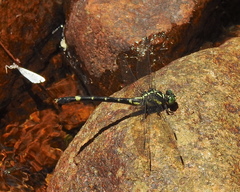 Melligomphus acinaces