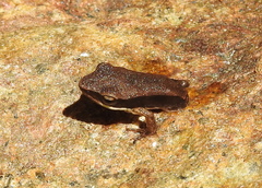 Indosylvirana