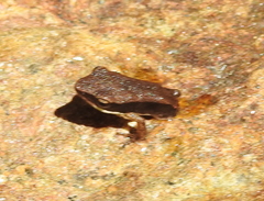 Indosylvirana
