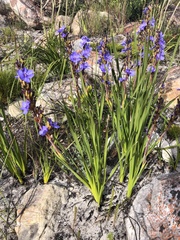 Aristea rigidifolia