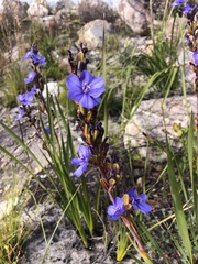 Aristea rigidifolia