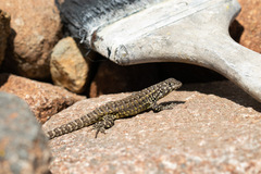 Liolaemus zapallarensis